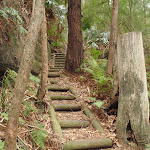 Timber steps on the Guringai Walk (227737)