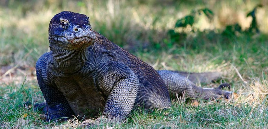 Dewi Sri Wulan Blog Pulau  Komodo 