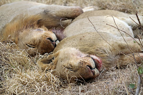 Wildlife Photos of Lionesses (Mala Mala, South Africa)