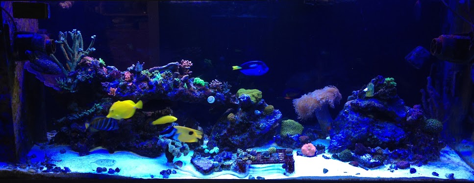 Full-Tank-Shot-2012-02.jpg