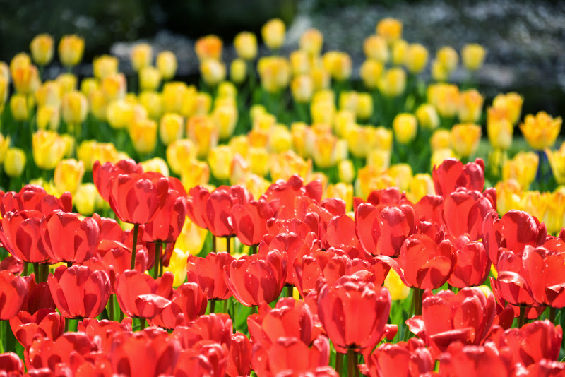 昭和記念公園 チューリップ 写真14