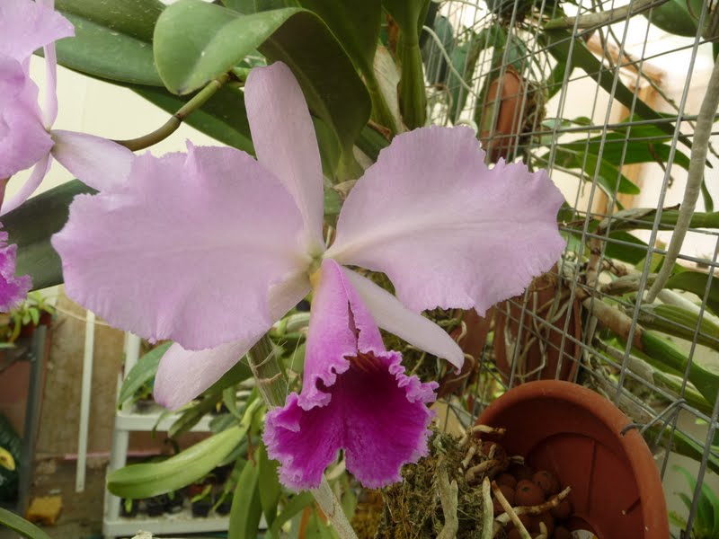 Cattleya trianaei P1140993