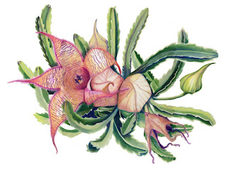 carrion flower Stapelia gigantea
