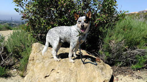 Nature Preserve «Buck Gully Reserve», reviews and photos, San Joaquin Hills Rd, Newport Beach, CA 92657, USA