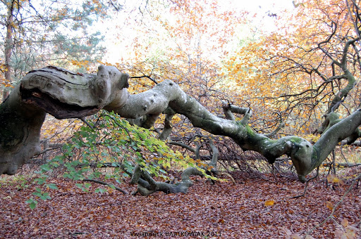 Forêt Domaniale de Verzy