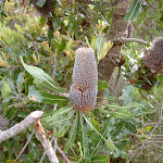 Banksia (30709)