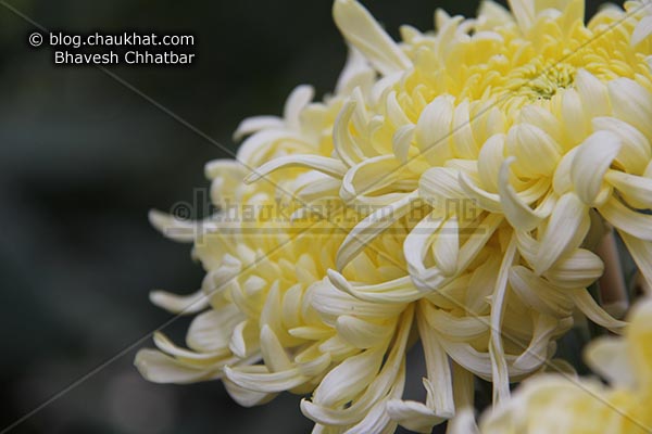 Chrysanthemum flower - Guldaudi flower