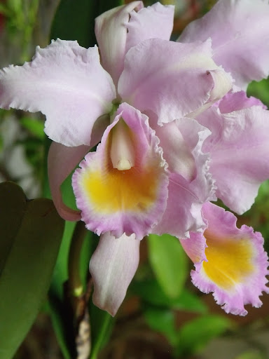 Cattleya schroederae DSCF4035