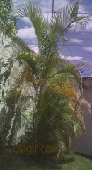 https://lh5.googleusercontent.com/-ESVhY_r0owk/Ti2LZy5cp4I/AAAAAAAACu4/_SyMSIrEhIs/jardinab5-7-2011.JPG