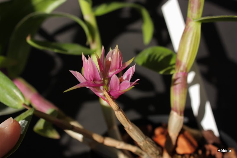 Dendrobium bracteosum Dendrobium+Bracteosum3