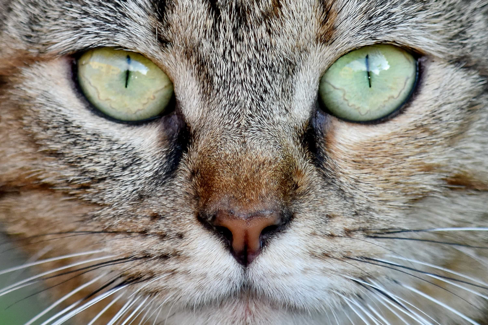 2.รู้หรือไม่ว่าแมวมีสายตาที่เฉียบคมตอนกลางคืน แต่แพ้กลางวัน