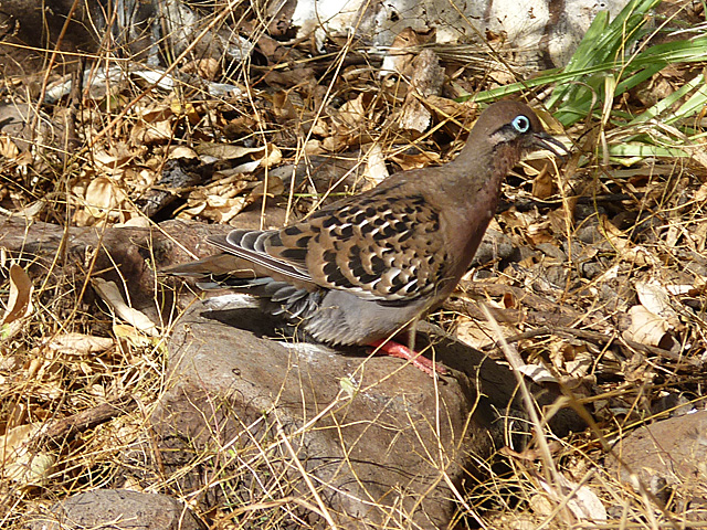 Galapagos dove