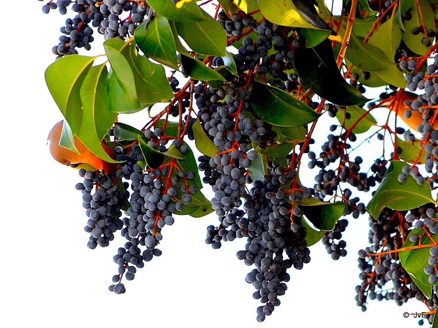 Tree identification - berries (flowers, identify this tree, front yard