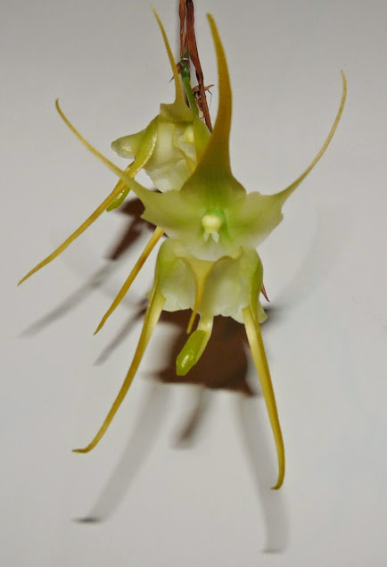 Aeranthes grandiflora P1420739