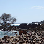 Oil drum washed up in bay (103108)