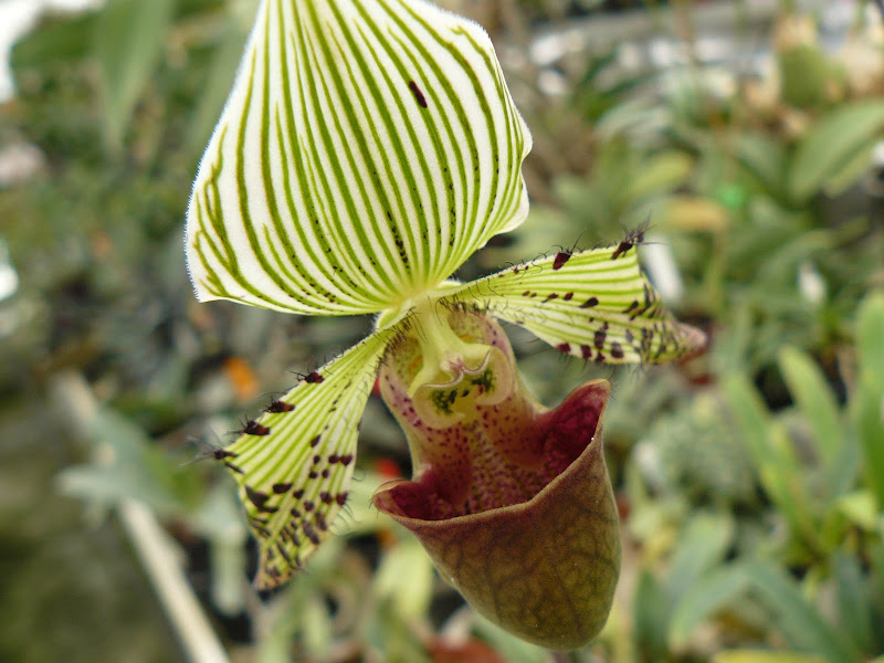 Paphiopedilum argus P1030090