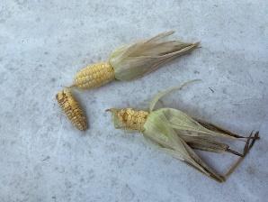 A picture containing corn, vegetable

Description automatically generated