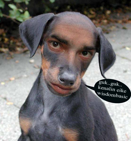 Sentuhan Kalbu Biarlah Anjing Menggonggong Kita Tetap Lewat