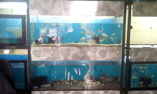 Crazy Fish Planet, Plot no. 15,, New diamond nagar, Near ramna maroti square, Nagpur, Maharashtra 440009, India, Fishing_shop, state MH