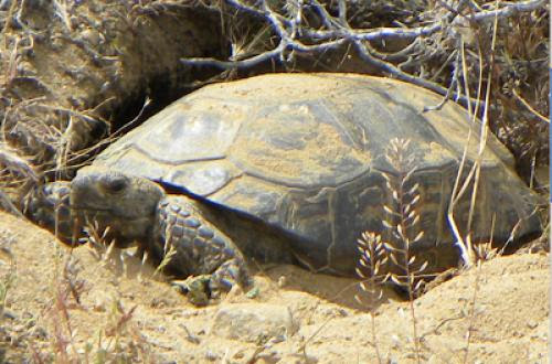 First Ivanpah Tortoise Released Future In Doubt
