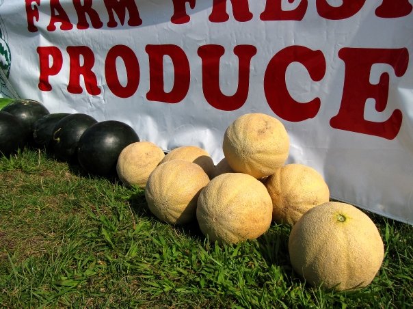 catalopes and watermelons under the produce sign