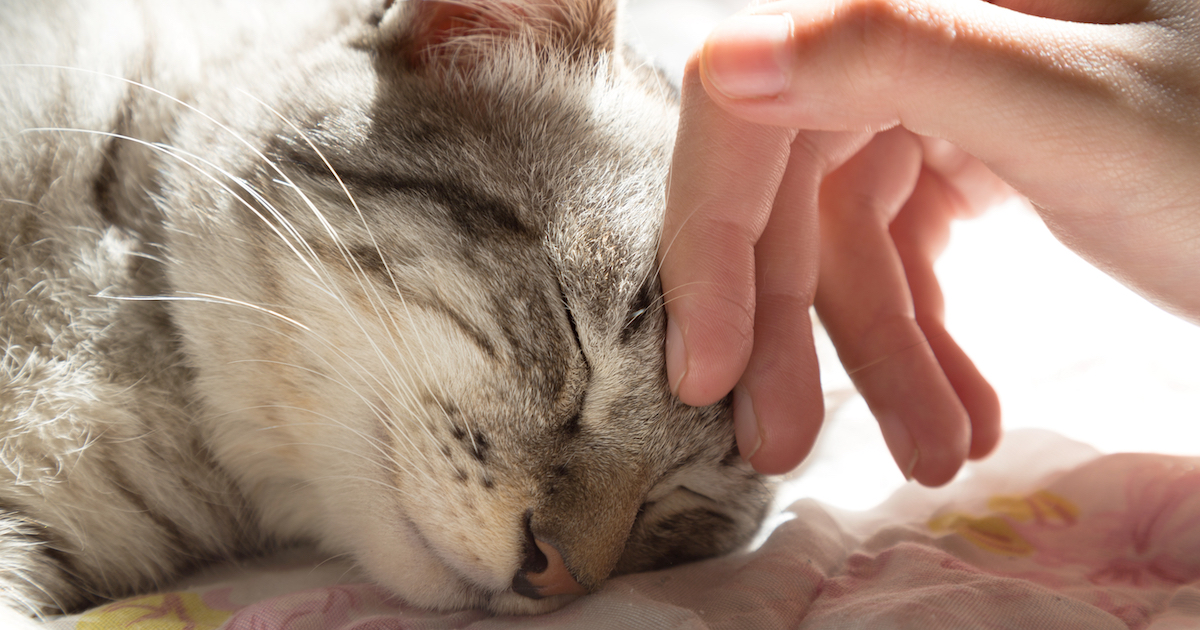 Cat having their head stroked