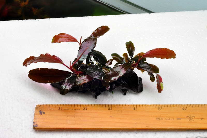 bucephalandra for sale