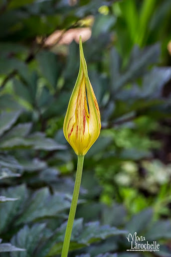 Tulipa acuminata Tulipa-acuminata-140602rm