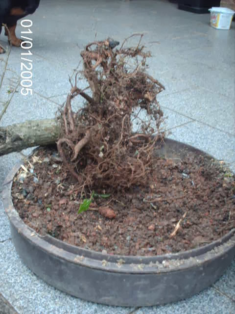 Nerifolia cedido pelo Mestre Rock Junior... PICT2410