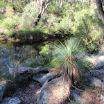 Glimpse of Flat Rock Creek track and a grass tree (172329)