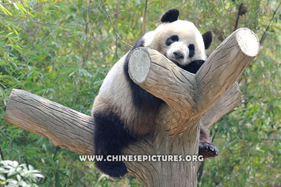 Napping Chinese Panda Photo 3