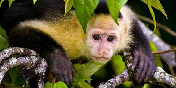 Capuchin monkey found in