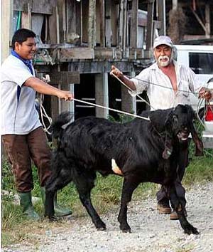 Goatzilla, Jamnapari goat