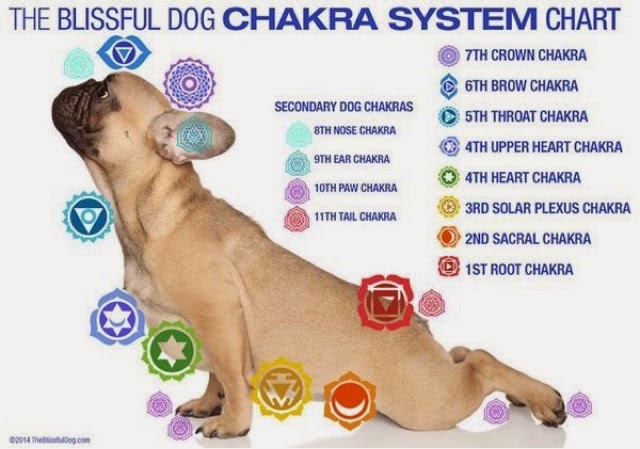Dog Reflexology Chart