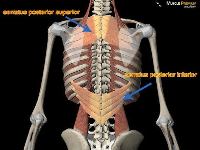 後上鋸肌(Serratus Posterior Superior Muscle) - 小小整理網站 ...