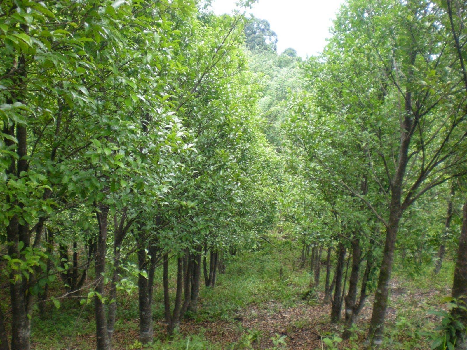 Jual Bibit Gaharu Banyuwangi