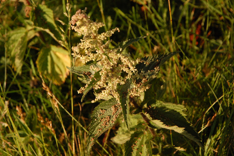 DSC_0408.JPG