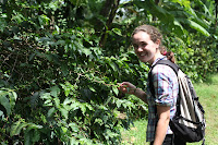 Louise with unripe berries. Two beans grow inside each one.