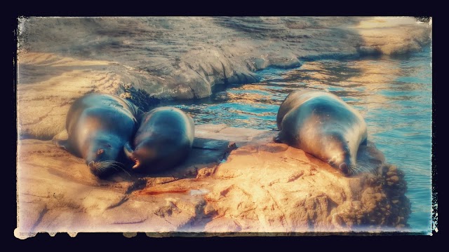Oceanográfico