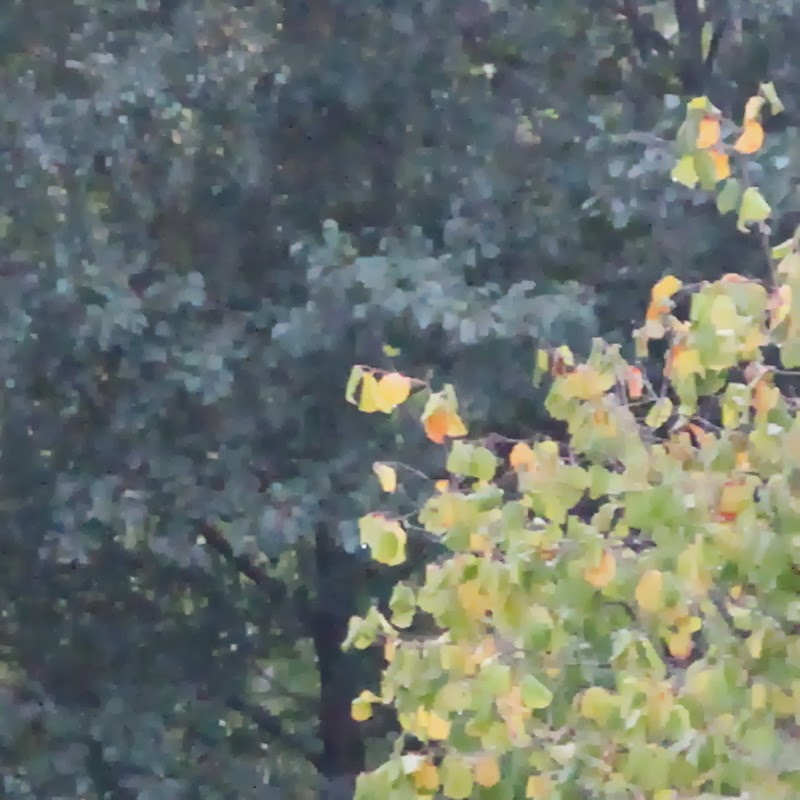 IMAGE: https://lh5.googleusercontent.com/-FYX6Z-sCPFo/Ukrzu3UD0tI/AAAAAAAASy8/SdtTUV6ZLU4/s800/FF_APS-C_3.JPG