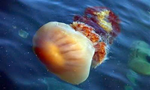 Jellyfish Again
