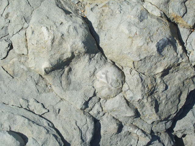 fotos de fosiles in situ Micraster%252520Cantabria
