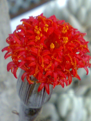 flores de mi pequeña jungla 2212201110009