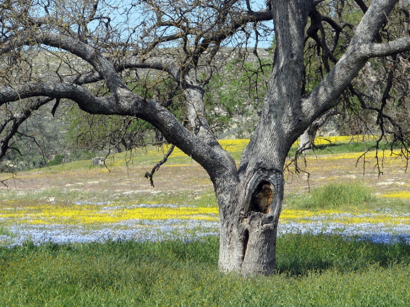 Wildflower Century • Wildflowers