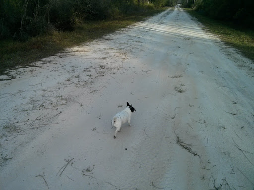 National Forest «Apalachicola National Forest», reviews and photos, Stateroad 13, Sopchoppy, FL 32358, USA