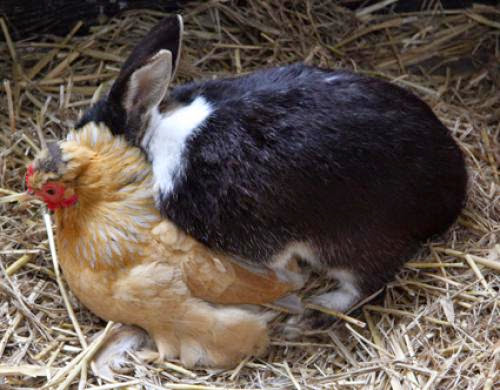 The Real Story Of The Easter Bunny And The Chicken