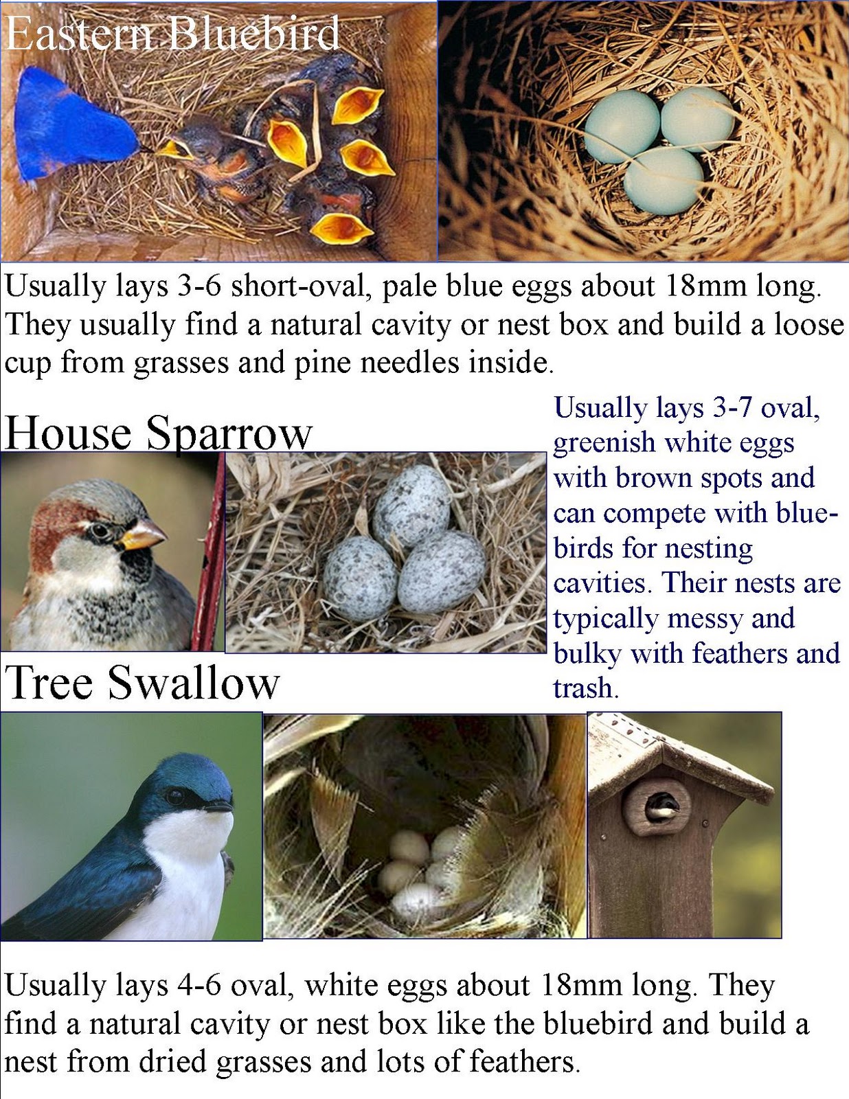 Types Of Bird Nests Chart