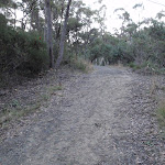 Management trail near the Jungo (154927)