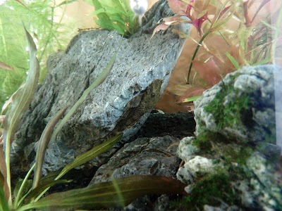 Photos of aquarium corals 6