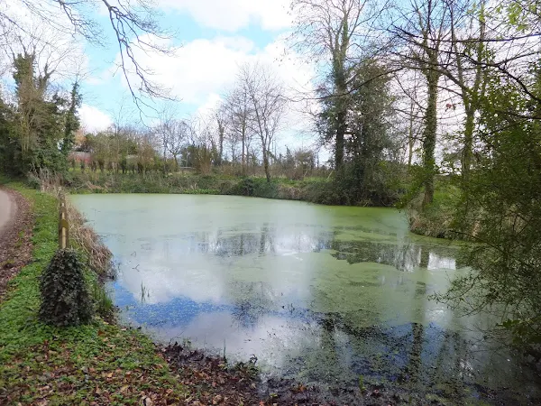 Pond at Knodishall